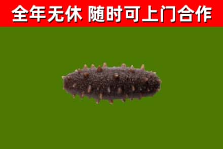 平山回收海参干